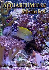 aquarium-for-your-home-saltwater-reef_70298699